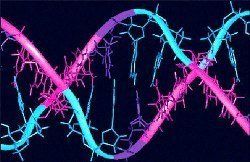 В генетическом коде людей три новых гена