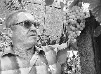 Михаил Майструк из Ужгорода выращивает особый виноград