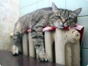 В Мукачево кошки смогут греться на теплых батереях уже с 15 октября