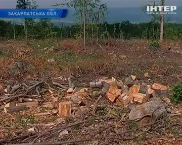 Вырубкой леса на Закарпатье теперь плотно займутся и в заповедной зоне