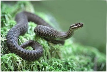 В Межгорском районе участились случаи укусов ядовитых змей