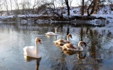 В Ужгороде небольшая семья лебедей поселилась на реке Уж
