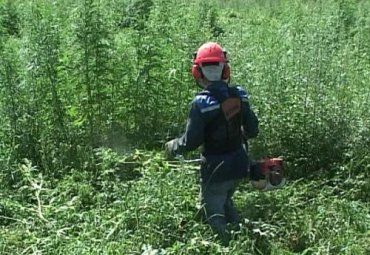 На Береговщине 17-летний юноша выращивал в поле коноплю
