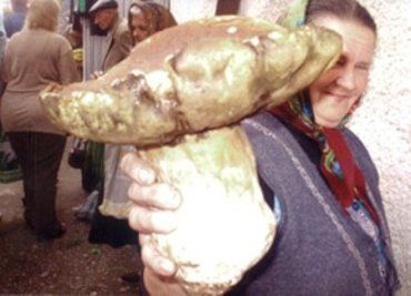 В Виноградовском районе растут настоящие грибы-гиганты
