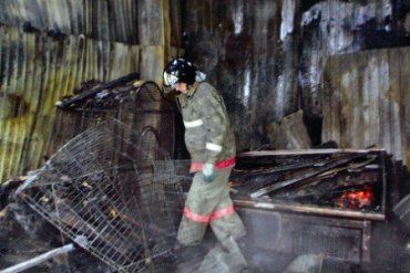 На Закарпатье животные сгорели во время пожара