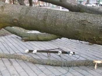 В Хустском районе дерево упало на дорогу