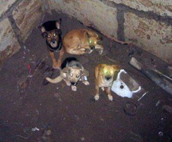 В Ужгороде голодная собака со щенками оказалась в подвале, как в плену