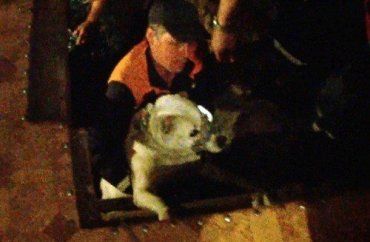 В Ужгороде МЧСники освободили собаку со щенками из подвала