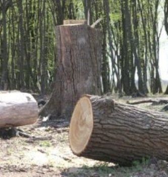 Прокуратура Закарпатья реагирует на нарушения в сфере охраны лесных ресурсов