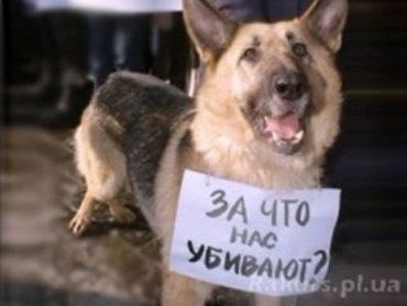 В Ужгороде кто-то травит всех собак на глазах у наших детей