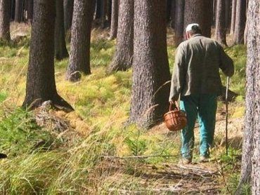 Собирать грибы в закарпатском лесу стало смертельно опасно!