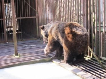 Медведица Ирина пополнит центр реабилитации в Закарпатье