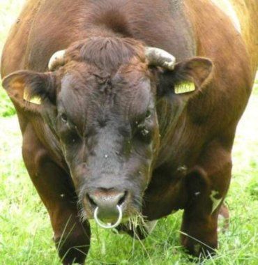 В Закарпатье разъяренный бык напал на почти беззащитного пастуха