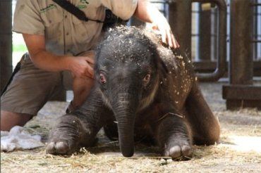 Слоненок родился в пражском зоопарке живым и здоровым