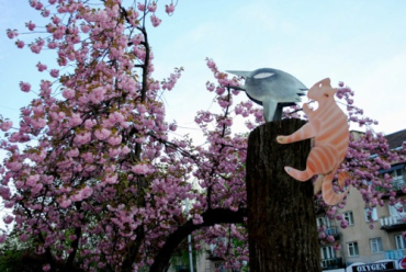 Ужгород утонул в розовом цвете: в городе расцвели сакуры