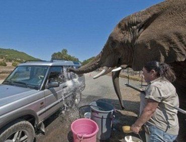 В штате Орегона слоны моют машины с удовольствием!