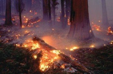 В горах Прикарпатья начались массовые лесные пожары