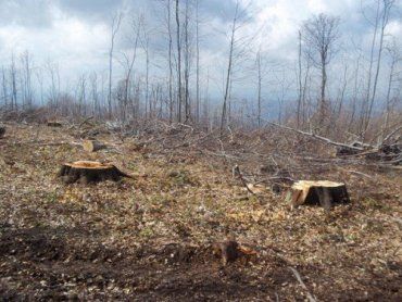 В Закарпатье экологи не заметили массовую вырубку деревьев