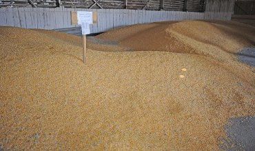 Закарпатец не обеспечил надлежащих условий хранения 101 тонны зерна пшеницы