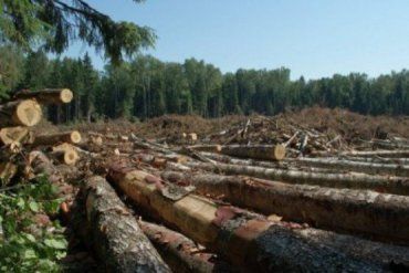 Кто причастен к вырубке лесов на Закарпатье ?