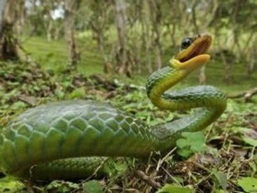 Змеи покусали в Карпатах уже больше десяти человек