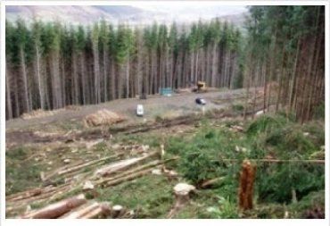 Бесконтрольной вырубкой леса в Карпатах занимаются все, кому не лень