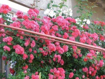 Розовое безумие в Ужгороде - розы Климбинг Айсберг