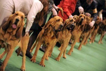 Специальная выставка охотничьих собак пройдет в Ужгороде