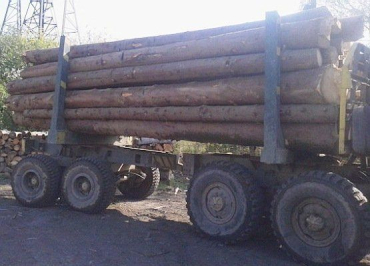 Вопрос вырубки леса сегодня в Закарпатье является очень актуальным