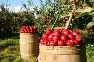 В Ужгородском районе все яблоки идут на экспорт в Россию