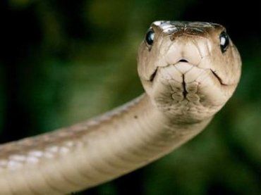 У Чернівецькій області змія вкусила 10-річного хлопчика