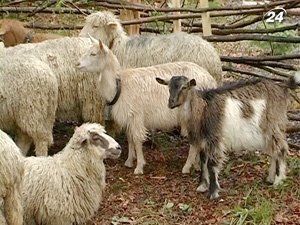 В Закарпатье - около 170 тысяч овец