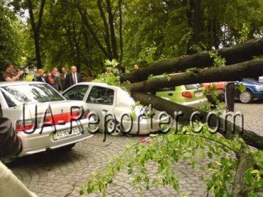 В Ужгороде у здания обладминистрации дерево упало на 4 машины