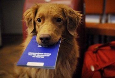 Регистрации домашних животных: Нюансы скандального законопроекта