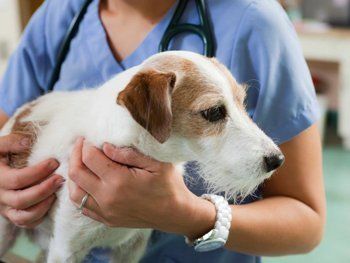 В Мукачево трявят собак препаратами от туберкулеза