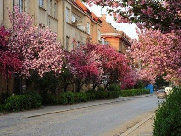 Обычно сакура в Ужгороде цветет на майские праздники