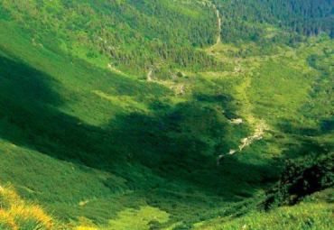 В Карпатах самые красивые лесные склоны, главное их не уничтожать