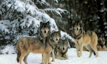 В Закарпатье никто не может остановить нападение волков