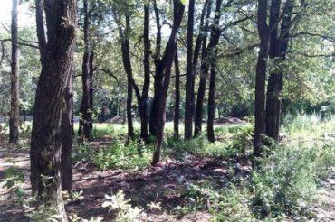 Чиновники Ужгородского горсовета раздали 1,23 га леса