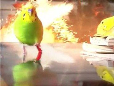 В городе Хуст из-за пожара в частном гараже погибли почти полсотни попугаев