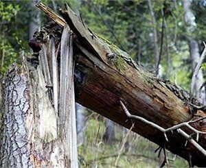 Упавшее дерево придавило насмерть 35-летнего закарпатца