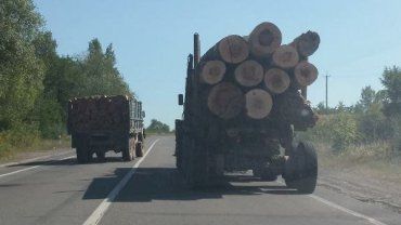 Власти Закарпатья увлеклись "Правым сектором" и проворонили фуры с лесом