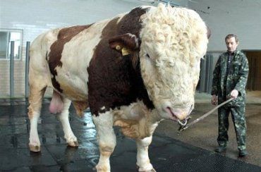 Самый большой бык Украины "Репп" живет в Черкасском селекционном центре.