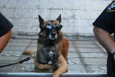 В Ужгородском районе милицейский пес помог найти воров золота