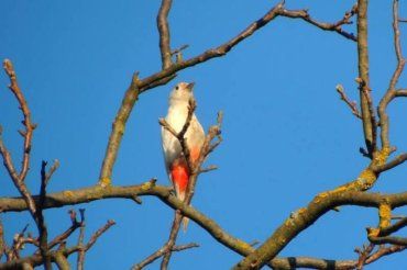 Ужгородцу удалось сделать несколько фотографий необычной птицы - белого дятла