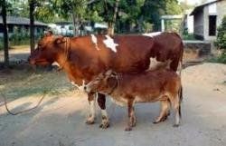 На Одесщине в желудках у коров скапливаются газы, и их просто разрывает