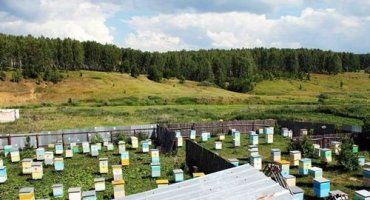 Для производства меда в Карпатах разведут отборных пчел