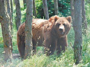 В Национальном парке «Синевир» будут спасать медведей, пострадавших от человека