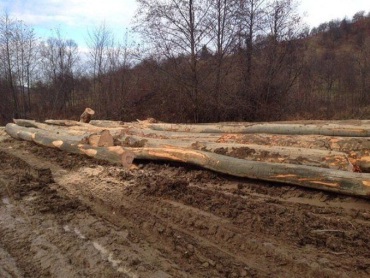 В Тячевском районе народ негодует по поводу массовой вырубки леса