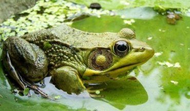 Вчені стверджують,що жаби можуть лікувати рак